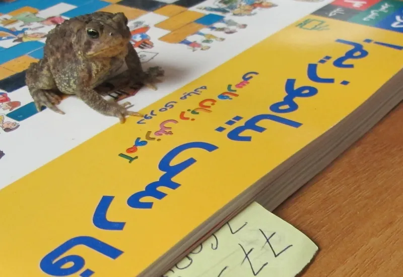 frog on a book