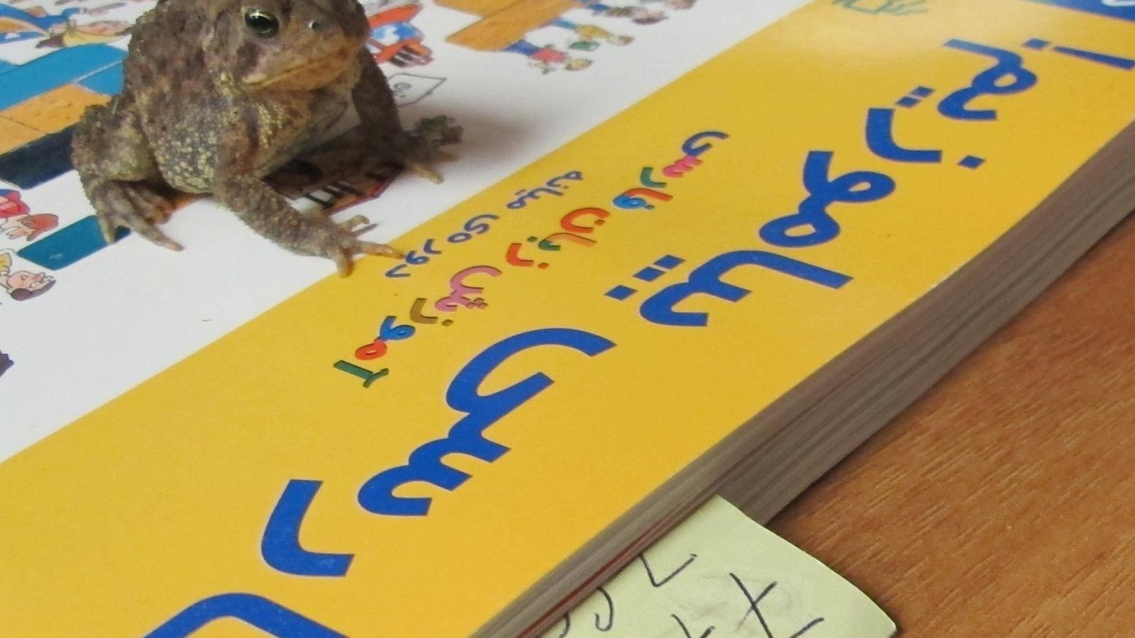 frog on a book